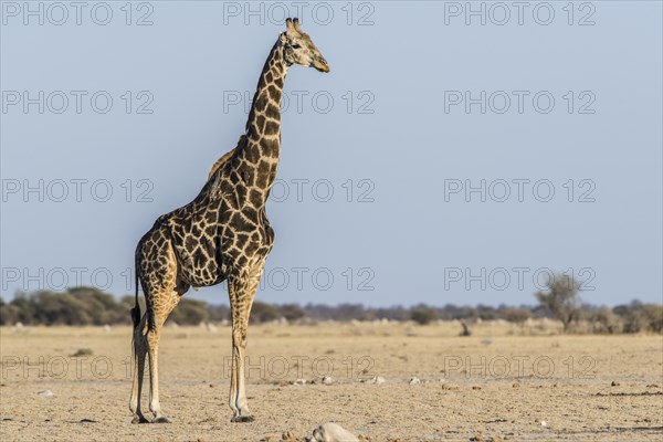 Angolan Giraffe (Giraffa camelopardalis angolensis)