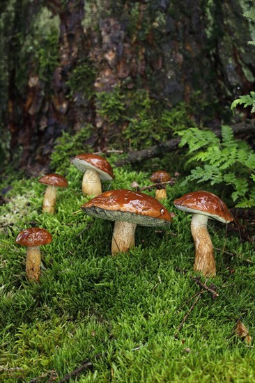 Bay boletes (Boletus badius)