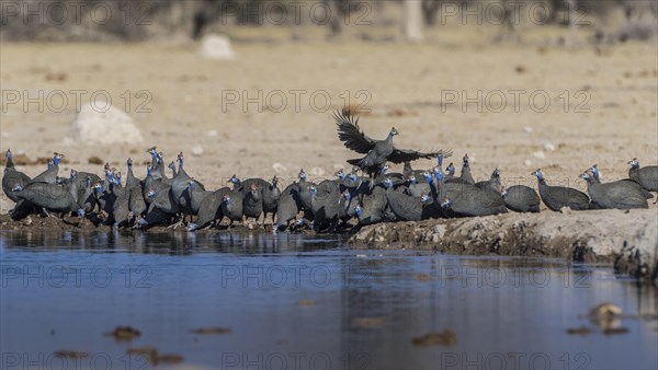 Helmeted guineafowls (Numida meleagris)