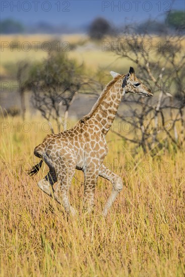 Angolan Giraffe (Giraffa camelopardalis angolensis)