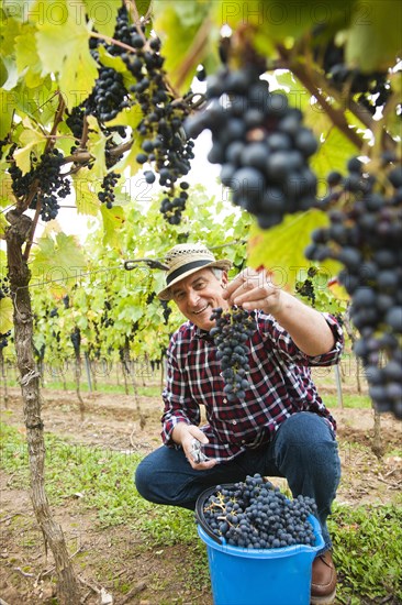 Winemaker or vintner displaying harvested grapes