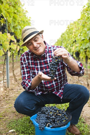 Winemaker or vintner harvesting grapes in his vineyard