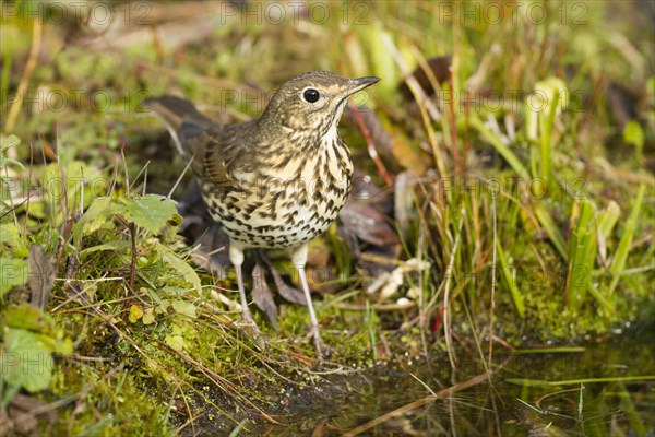 Song Thrush (Turdus philomelos)