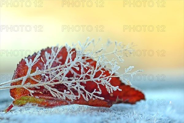 Frozen blackberry leaf and grass