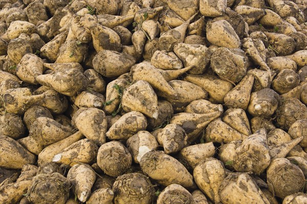 Pile of sugar beet in a field