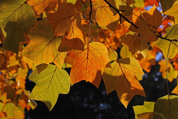 Autumn leaves