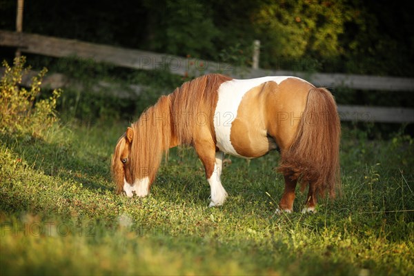 Shetland Pony