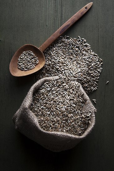 Rye grains in a jute sack with a wooden spoon