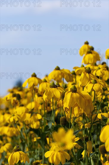 Yellow Coneflowers (Rudbeckia fulgida)