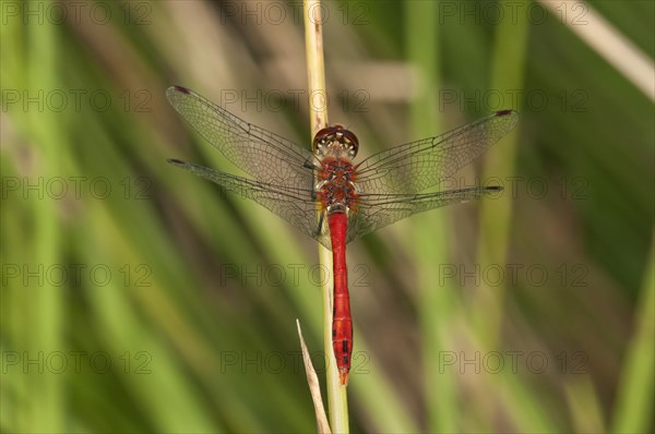 Ruddy Darter (Sympetrum sanguineum)