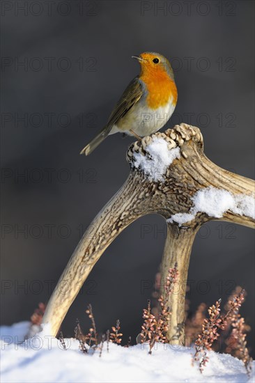 European Robin (Erithacus rubecula) perched on its song post