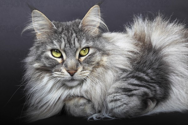 Maine Coon cat