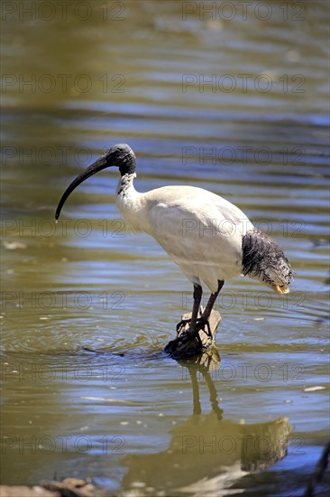 Australian White Ibis (Threskiornis molucca)