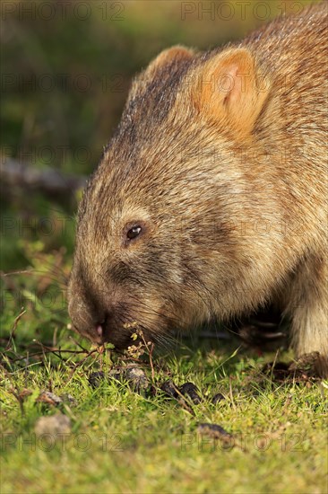 Common Wombat (Vombatus ursinus)