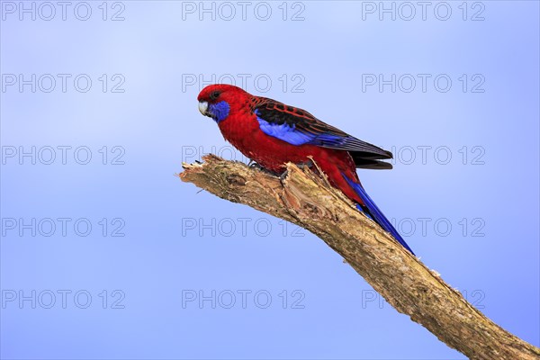 Crimson Rosella (Platycercus elegans) adult on perch