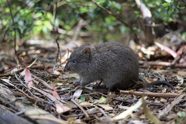 Long-nosed potoroo (Potorous tridactylus) adult