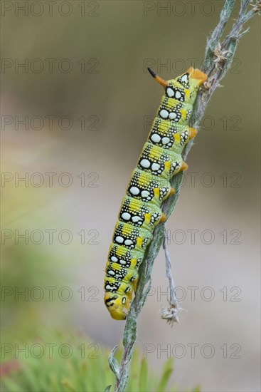 Spurge Hawk-moth (Hyles euphorbiae)