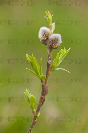 Goat Willow (Salix caprea)