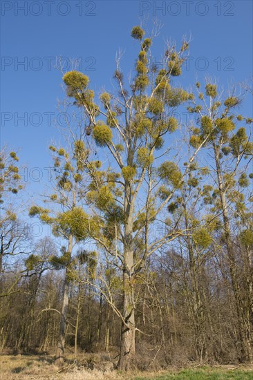 Mistletoe (Viscum album) on Poplar tree (Populus spec.)