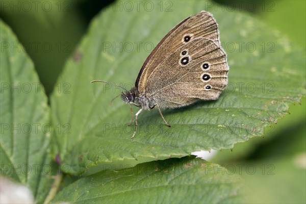 Ringlet butterfly (Aphantopus hyperantus)