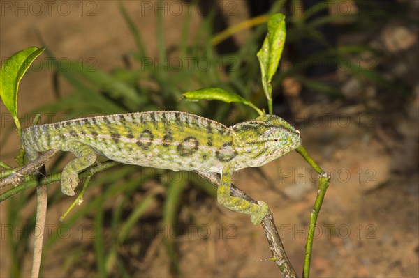 Carpet Chameleon (Furcifer lateralis)