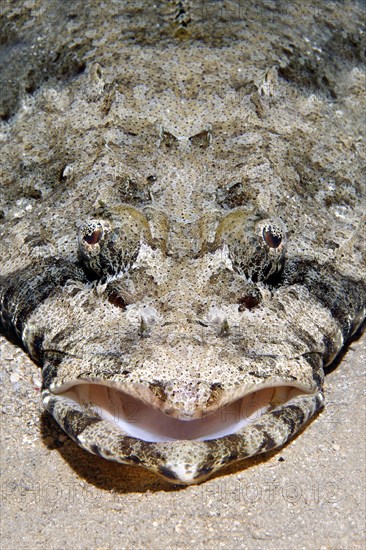 Tentacled flathead (Papilloculiceps longiceps)