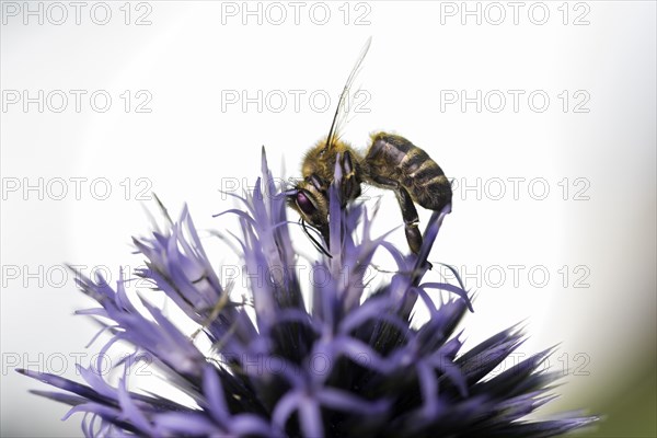 Bee (Apis) collecting pollen on a globe thistle (Echinops)