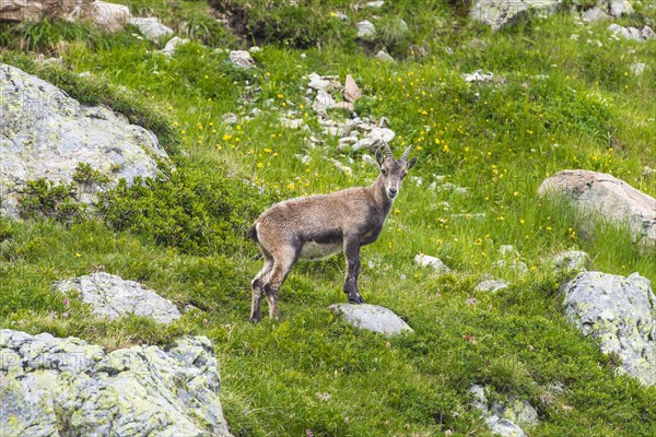 Alpine Ibex (Capra ibex)