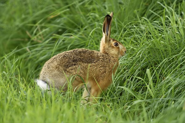 Young European hare (Lepus europaeus)