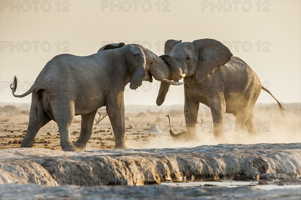 African elephants (Loxodonta africana) fighting at a waterhole