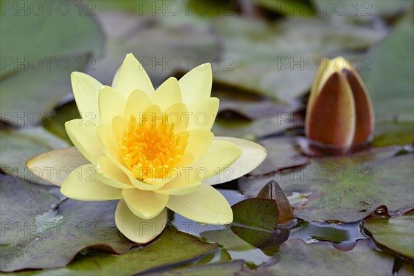 Water lily (Nymphaea)