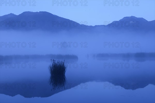 Dusk in the bog