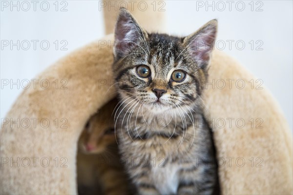 Young tabby domestic cats