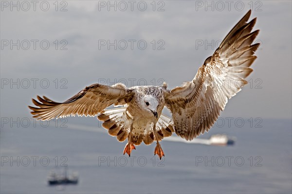 Yellow-legged Gull (Larus michahellis)