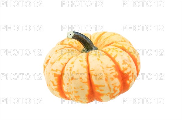 Squash