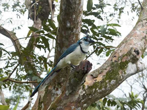 White-throated Magpie-Jay (Calocitta formosa)