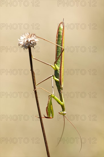 European mantis (Mantis religiosa)