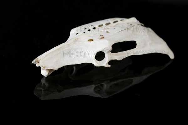 Skull of a gull