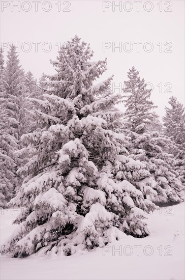 Snow-covered spruce trees (Picea abies)