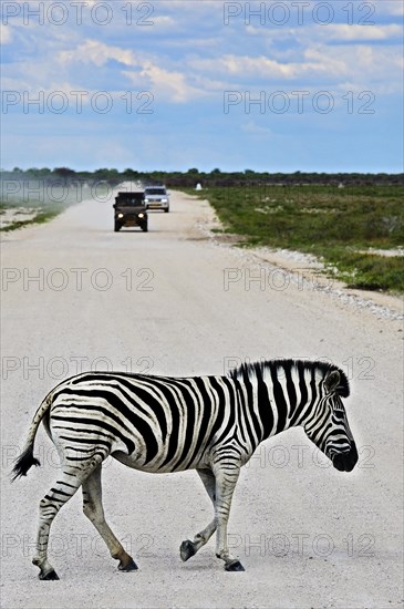 Plains Zebra (Equus quagga) crossing road