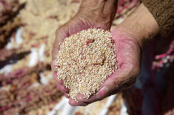 Hands with quinoa seeds (Chenopodium quinoa)