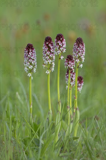 Burnt Tip Orchid (Orchis ustulata)