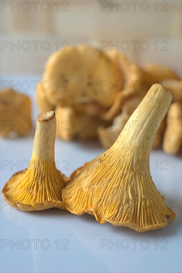 Chanterelles