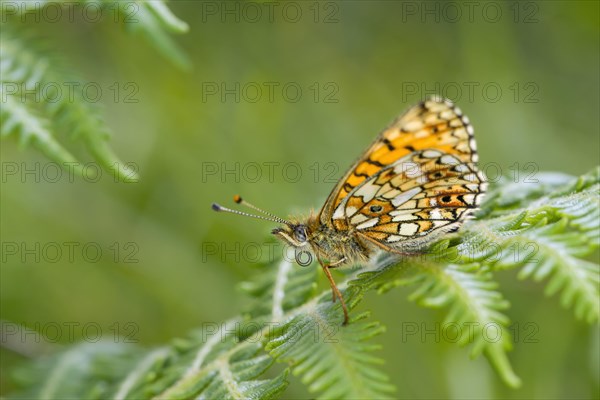 Small Pearl-bordered Fritillary butterfly (Boloria selene)