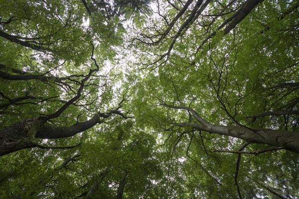 Light streaming through the canopy of a mixed Beech forest (Fagus sylvatica)