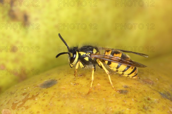 German wasp (Vespula germanica) on a pear