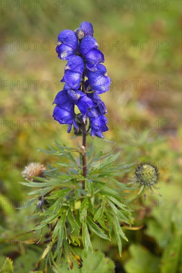 Monkshood (Aconitum napellus)