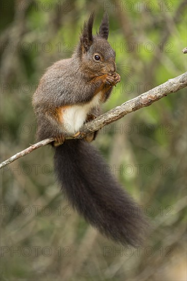 Eurasian red squirrel (Sciurus vulgaris)