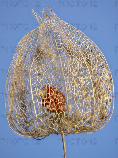 Weathered Bladder cherry (Physalis alkekengi) against a blue background