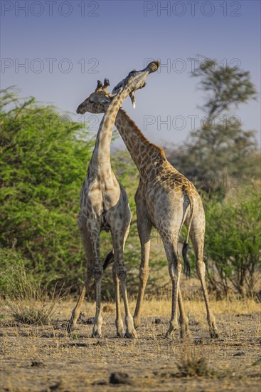 Angolan Giraffes (Giraffa camelopardalis angolensis)